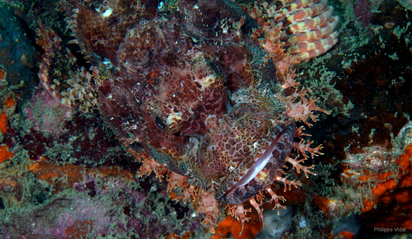 Birmanie - Mergui - 2018 - DSC02595 - Tasseled scorpionfish - Poisson scorpion a houpe - Scorpaenopsis oxycephala.jpg